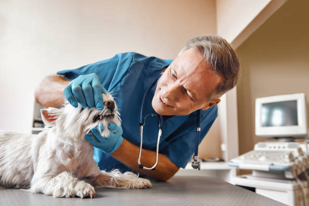 Best Emergency Root Canal Treatment in Boonville, NC